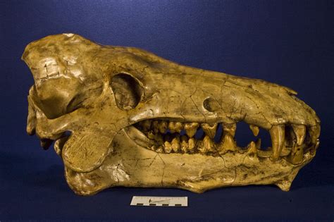 WitmerLab Dinosaur Skull Collection: archaeotherium