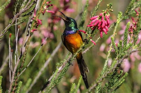 Birding the Cape - from the mountains to the deep blue