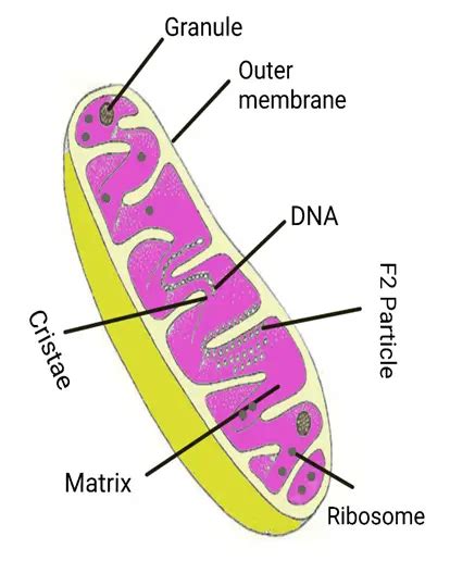 Mitochondria Diagram With Labels