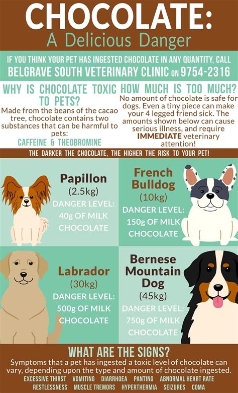 Chocolate Toxicity Infographic | Veterinary clinic, Vet tech student ...