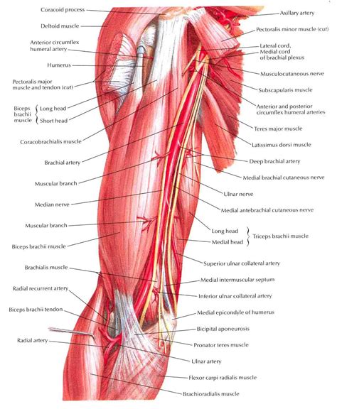 Arterial structure:Brachial:Brachial | RANZCRPart1 Wiki | FANDOM ...