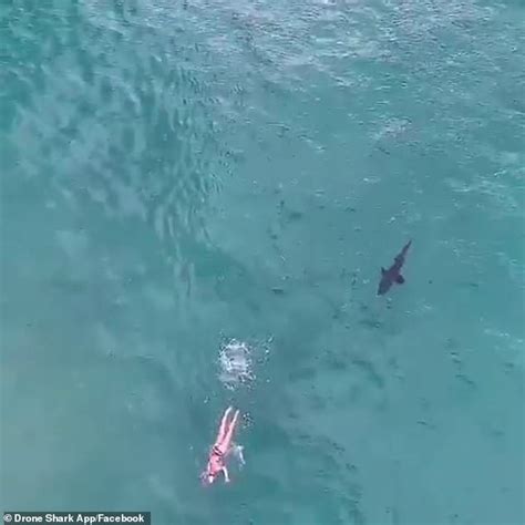 Chilling moment a shark stalks an unsuspecting swimmer off Bondi Beach ...