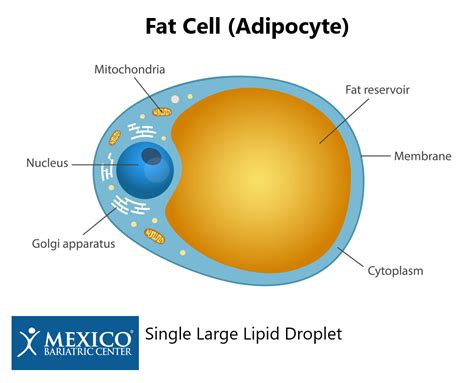 Adipocyte Cell