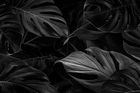 Free Photo | Black monstera leaves background wallpaper