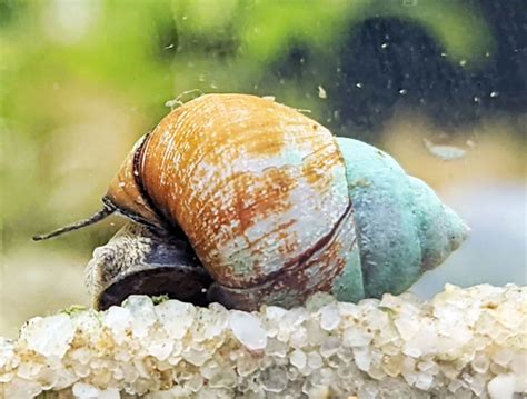 The Fascinating Life Cycle of Japanese Trapdoor Snails