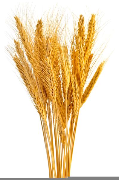 Sheaves Of Wheat Clipart