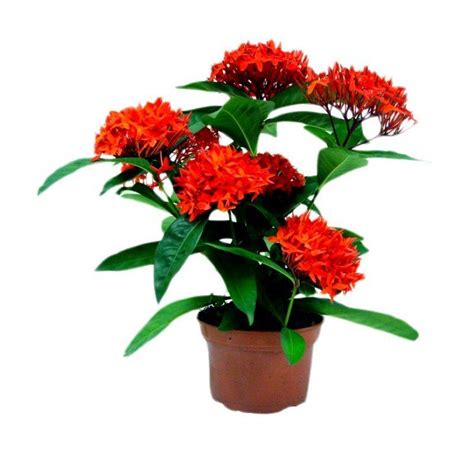 Ixora Plant (Red and Orange Varieties) - Afrimash.com - Nigeria