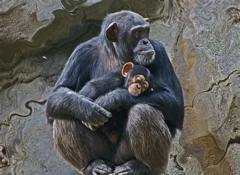 Mother And Child Chimpanzee Photograph by Daniele Smith