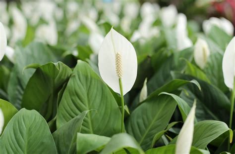 Peace Lily Care Tips – Blog Masters