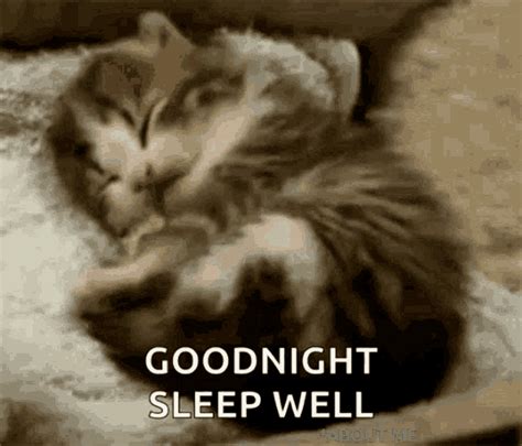 Goodnight Cat GIF - Goodnight Cat - Discover & Share GIFs