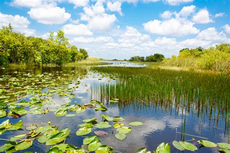 The 20 Most Common Plants That Live in Rivers and Streams