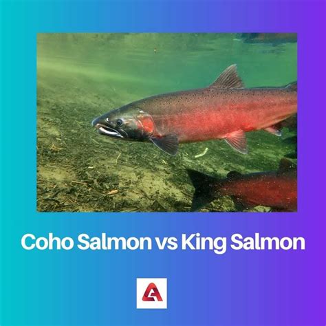 Coho Salmon vs King Salmon: Difference and Comparison