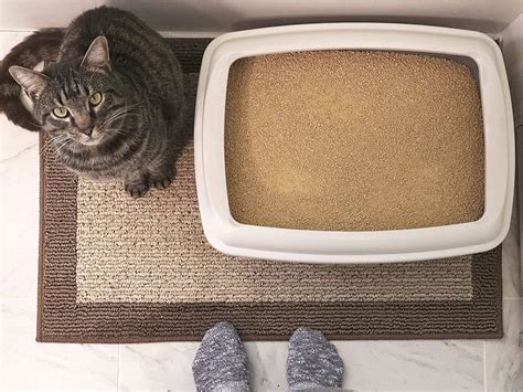 The Best Flushable Cat Litter in 2023 | PawGearLab