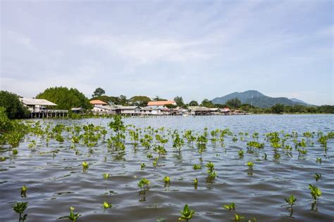 Mangrove forests stock photo. Image of homes, conservation - 47710362