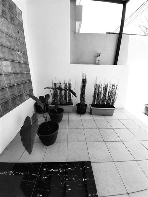 Plants in the terrace stock image. Image of wall, home - 202657443