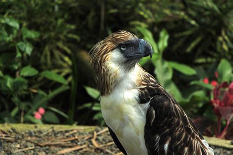 Philippine Eagle Center: Home of the World's largest Eagle - Out of ...