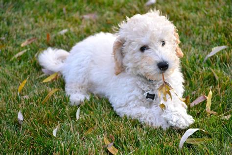 Labradoodle, Labrador Retriever and Poodle Mix - SpockTheDog.com