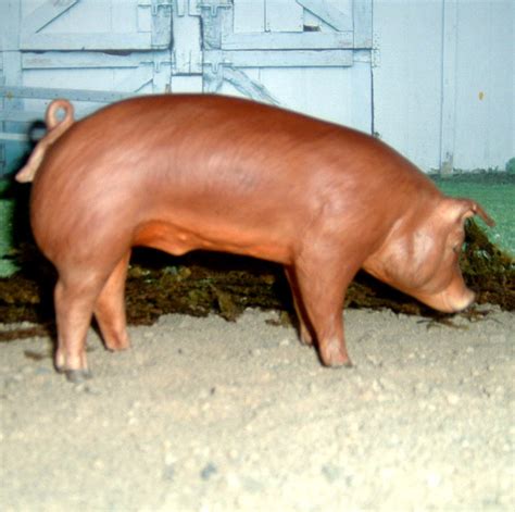 Swine Breeds - All About Swine