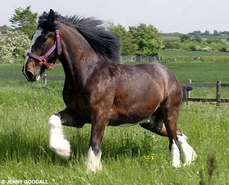 Horse shire - Shire horses Photo (2180227) - Fanpop