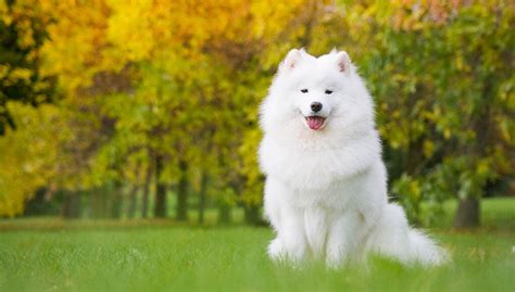 Samoyed Dog Breed Profile – Top Dog Tips