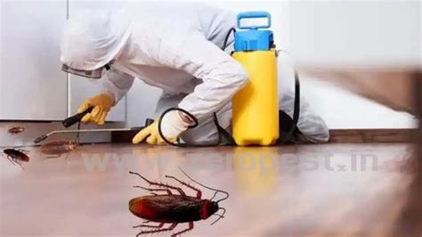 Best Services of Cockroach Pest Control in Noida | Zeropest