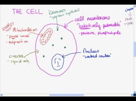 The basic structure of the cell - YouTube