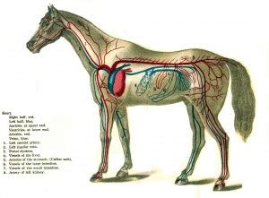 Horse Life and Love: All About ......The Horse's Circulatory System