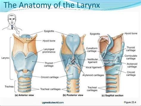 Anatomy of larynx | Human anatomy and physiology, Respiratory system ...