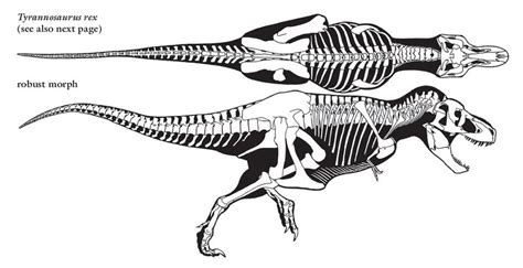 Tyrannosaurus Rex Skeleton Drawing at PaintingValley.com | Explore ...