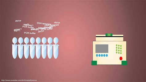 Pcr Steps Animation