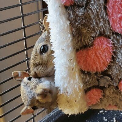 Baby Squirrel Feeding Chart - An Ultimate Intro To Foods