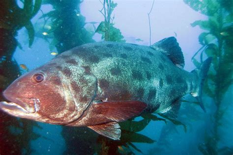 giant sea bass | Giant sea bass seen on our first dive of th… | Flickr