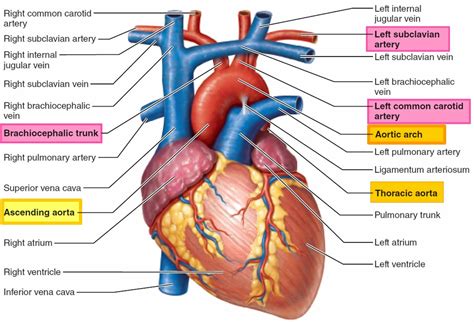 Aorta anatomy, function, branches, location & aorta problems