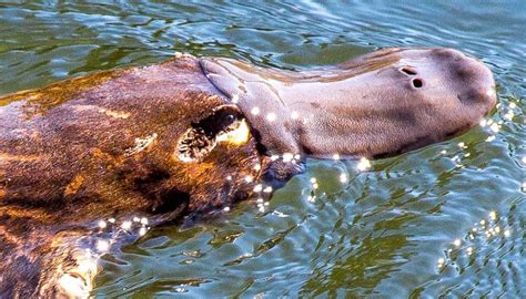 Platypus milk: The key to preventing deadly infections?