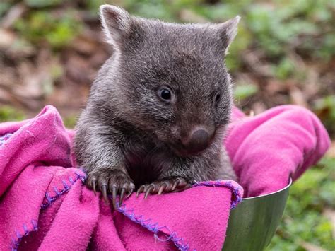 Baby wombat Myrtle’s adorable surprise at Zoodoo | The Mercury