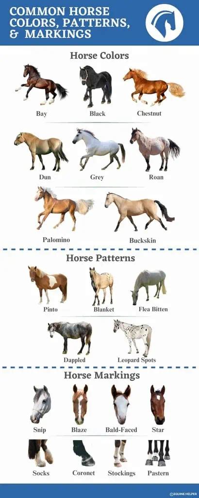 21 Common Horse Colors, Markings, & Patterns With Pictures