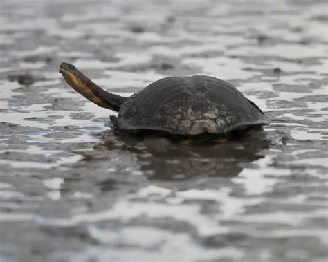 Eastern Long-Necked Turtle - Facts, Diet, Habitat & Pictures on ...