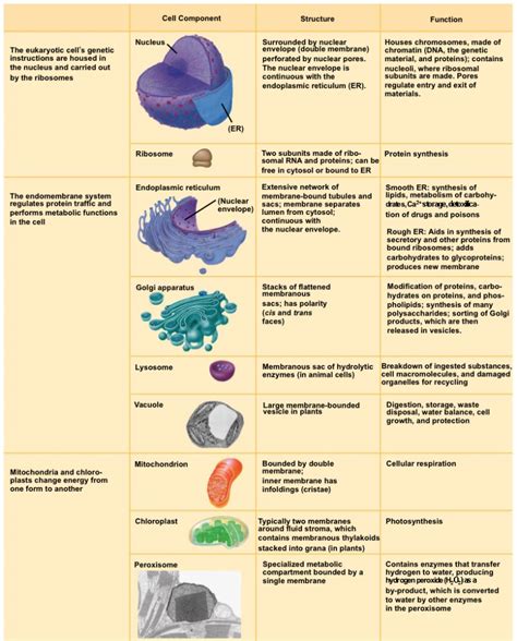 92-825x1024.png 825×1,024 pixels | Cell organelles, Cell biology notes ...