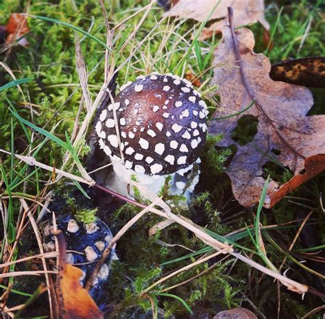 Amanita Pantherina: Spore print/syringe availability in USA ...