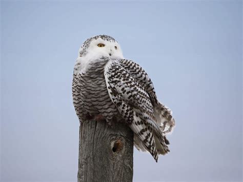 From Arctic to Valley, Why Snowy Owls Make Surprise Flights - Scenic Hudson