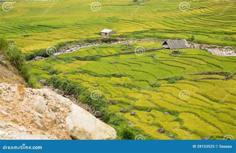 Rice plantation stock image. Image of plantation, lush - 28153525