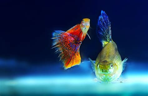 14 Awesome Guppy Tank Mates (Compatibility Guide)