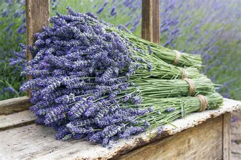 When Does Lavender Bloom? Guide to Lavender Flower Seasons