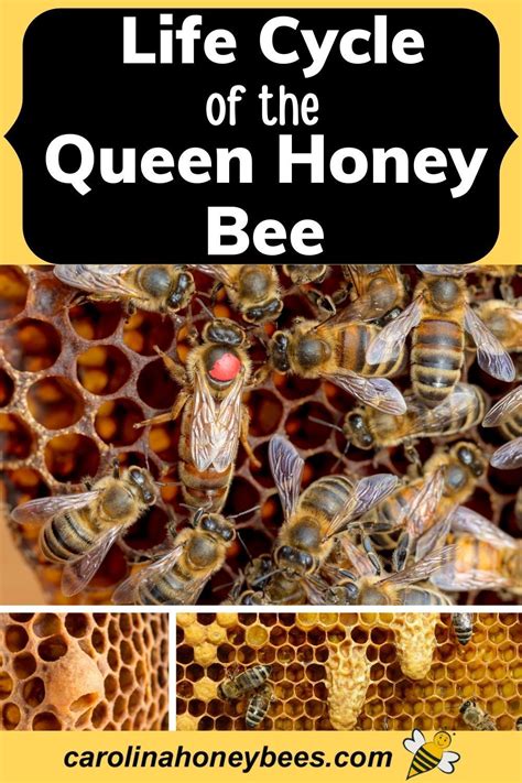 The life cycle of the queen honey bee is similar to that of every bee ...