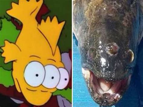 Real Life Three-Eyed Fish from ‘The Simpsons’ Caught Next To Nuclear ...