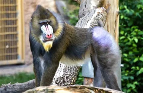 Mandrill - Description, Habitat, Image, Diet, and Interesting Facts