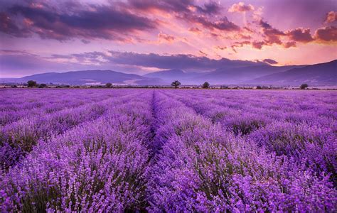 Lilac vs. Lavender: 5 Differences Between the Edible Purple Blooms - A ...