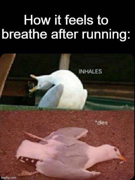 How it feels to breathe after running INHALES ... - Memegine