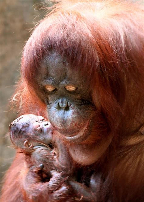 Baby orangutan makes debut in time for Christmas at Brookfield Zoo ...