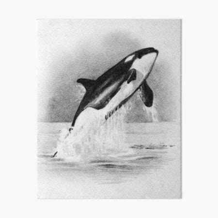 "ORCA, Whale Breaching, Pencil Drawing, Wildlife, Marine Life, Ocean ...